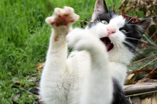 上帝踩过克利夫兰的夜空,达米安·利拉德书写零秒时刻新神话