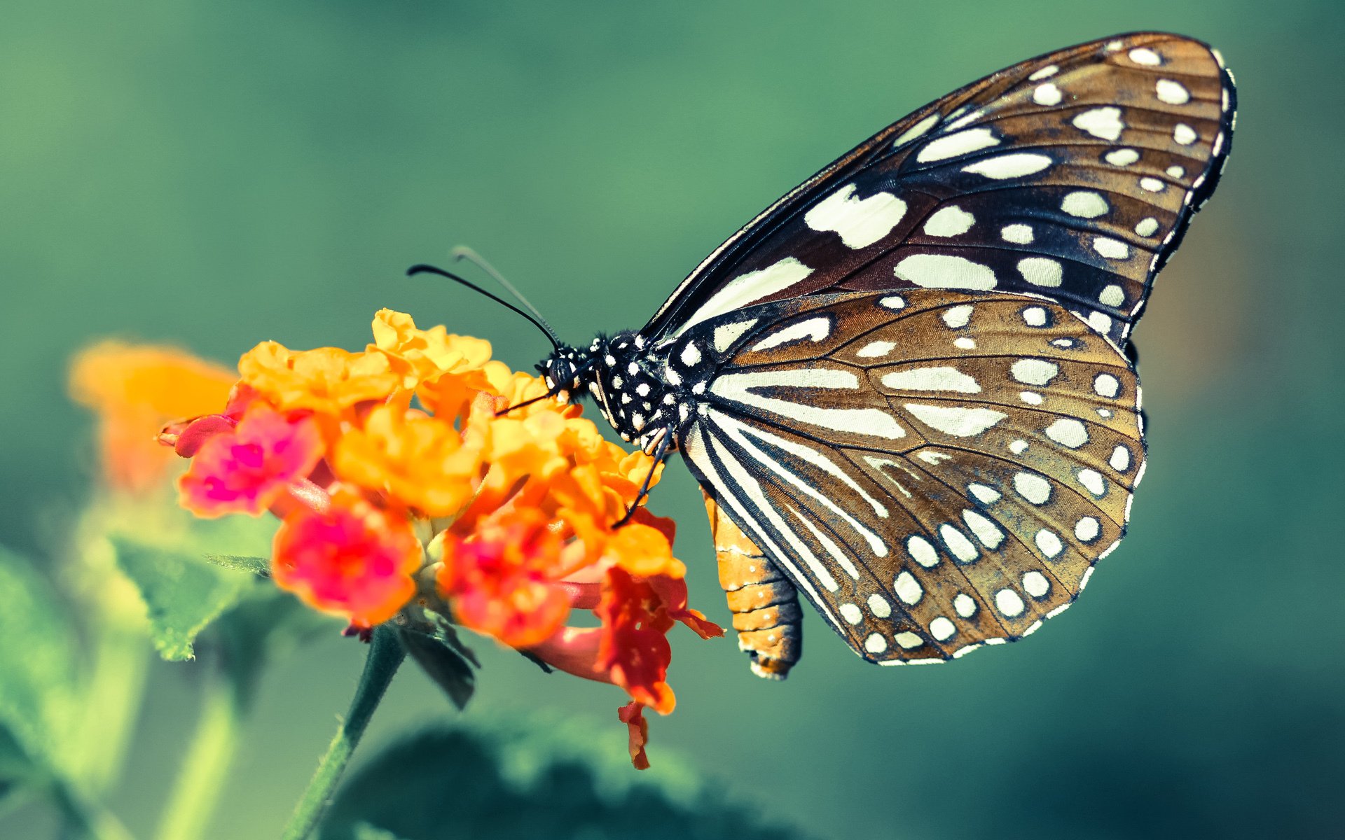 双星闪耀夜，篮网碾压湖人创纪录，杰伦格林德甲争冠战化身关键先生